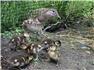 Mandarin Ducks  for Sale