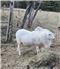 St. Croix Breeding Ram for Sale