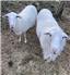 St. Croix Breeding Ram for Sale