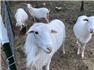 St. Croix Breeding Ram for Sale