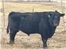 Bull for Sale