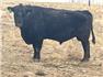 Bull for Sale