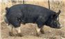 Boar for Sale