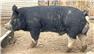 Boar for Sale