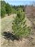 Nut Trees and Edible Pines for Sale