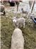 Pure, Registered Corriedale Rams and Ram Lambs for Sale