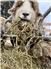 Pure, Registered Corriedale Rams and Ram Lambs for Sale