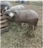 Pure, Registered Corriedale Rams and Ram Lambs for Sale