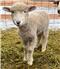 Pure, Registered Corriedale Rams and Ram Lambs for Sale