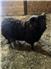 Yearling Shetland Ram for Sale