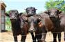 Water Buffalo for Sale