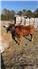 1 Miniature Longhorn, 1 Miniature Hereford for Sale