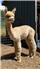 ALPACAS  for Sale