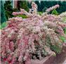 Lots of Plants  for Sale
