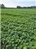 185 Acres in Clarington ON for Sale