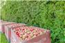 42 Acres with Apple Orchard in Grimsby for Sale