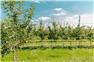 42 Acres with Apple Orchard in Grimsby for Sale