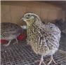 Coturnix Quail f...