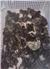 Coturnix Quail for Sale