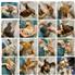 7 week old barnyard mix chickens for Sale