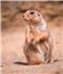 Gopher control for Sale
