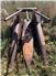 Hesston 2000-100 forage harvester used, with 2 row corn head for Sale
