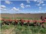 Kongskilde 7 row corn scuffler for Sale