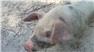 Gloucestershire Old Spot Piglets (Swainsboro, GA) for Sale