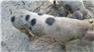 Gloucestershire Old Spot Piglets (Swainsboro, GA) for Sale