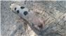 Gloucestershire Old Spot Piglets (Swainsboro, GA) for Sale