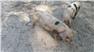 Gloucestershire Old Spot Piglets (Swainsboro, GA) for Sale