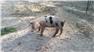 Gloucestershire Old Spot Piglets (Swainsboro, GA) for Sale