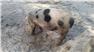 Gloucestershire Old Spot Piglets (Swainsboro, GA) for Sale