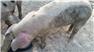 Gloucestershire Old Spot Piglets (Swainsboro, GA) for Sale