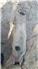 Gloucestershire Old Spot Piglets (Swainsboro, GA) for Sale