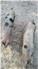 Gloucestershire Old Spot Piglets (Swainsboro, GA) for Sale
