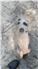 Gloucestershire Old Spot Piglets (Swainsboro, GA) for Sale