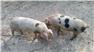 Gloucestershire Old Spot Piglets (Swainsboro, GA) for Sale