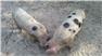 Gloucestershire Old Spot Piglets (Swainsboro, GA) for Sale