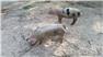 Gloucestershire Old Spot Piglets (Swainsboro, GA) for Sale