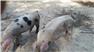 Gloucestershire Old Spot Piglets (Swainsboro, GA) for Sale