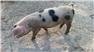 Gloucestershire Old Spot Piglets (Swainsboro, GA) for Sale