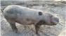 Gloucestershire Old Spot Piglets (Swainsboro, GA) for Sale