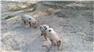 Gloucestershire Old Spot Piglets (Swainsboro, GA) for Sale