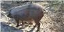 Gloucestershire Old Spot Pig (Swainsboro, GA) for Sale
