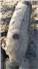 Gloucestershire Old Spot Pig (Swainsboro, GA) for Sale