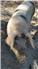 Gloucestershire Old Spot Pig (Swainsboro, GA) for Sale