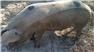 Gloucestershire Old Spot Pig (Swainsboro, GA) for Sale