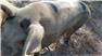Gloucestershire Old Spot Pig (Swainsboro, GA) for Sale