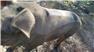 Gloucestershire Old Spot Pig (Swainsboro, GA) for Sale